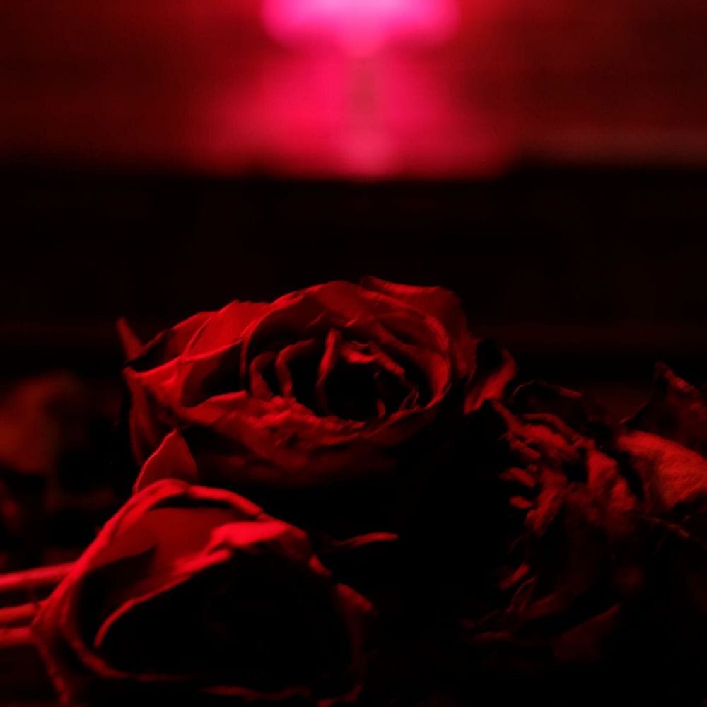 Roses cover