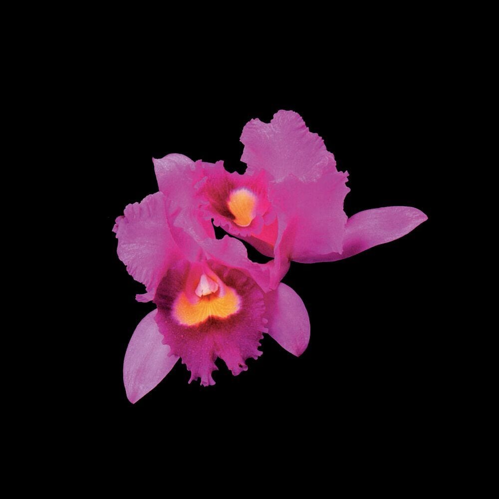 Orchid (2023 Abbey Road Remaster) cover