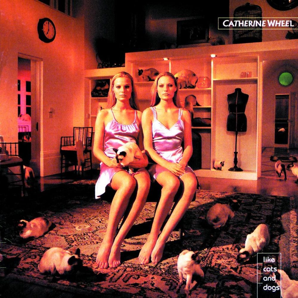 Like Cats and Dogs cover