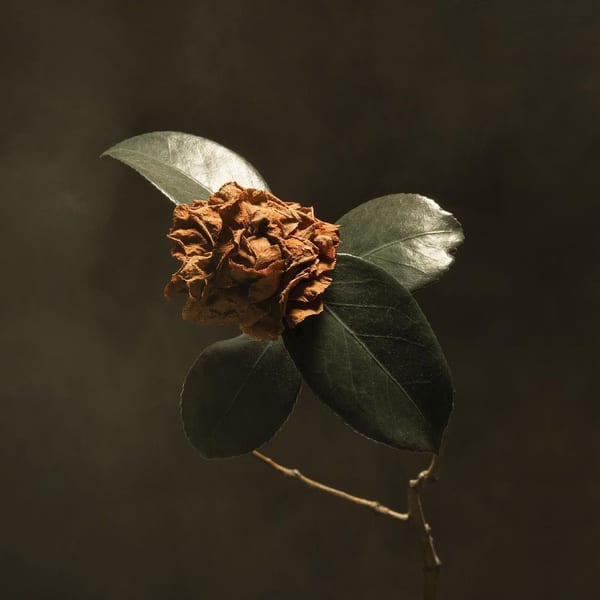 Young Sick Camellia cover
