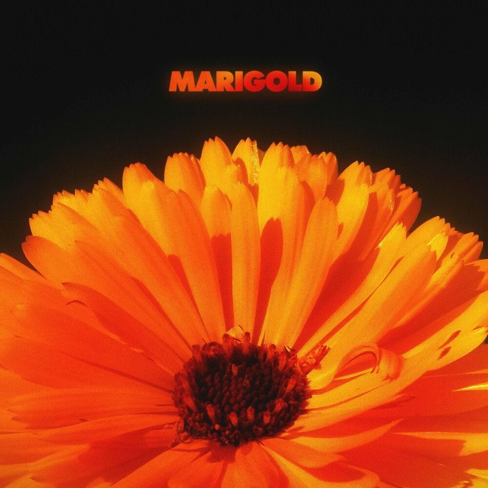 Marigold cover