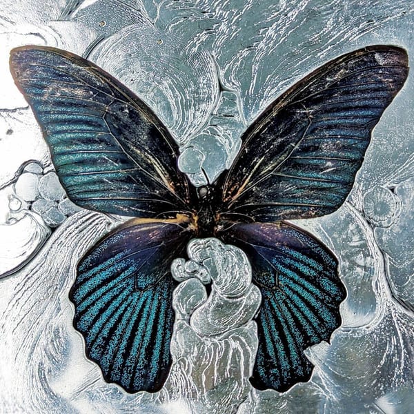 Nymph_o cover