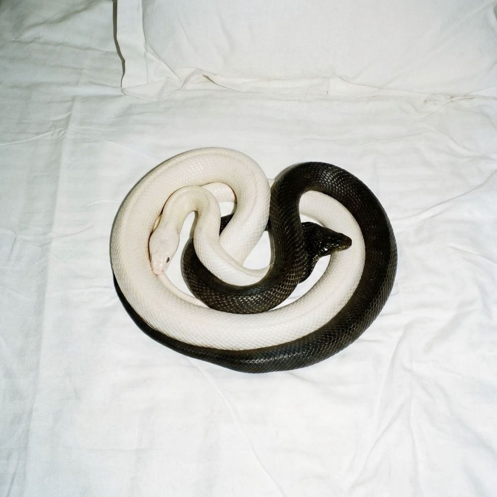 YIN YANG cover