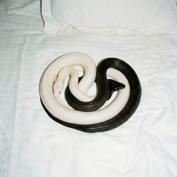 YIN YANG album cover