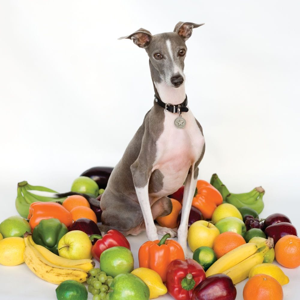 Excellent Italian Greyhound cover