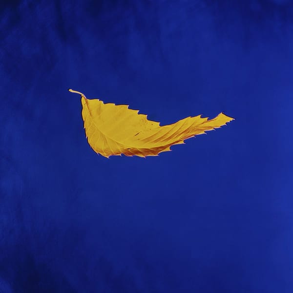 True Faith (2023 Digital Master) cover