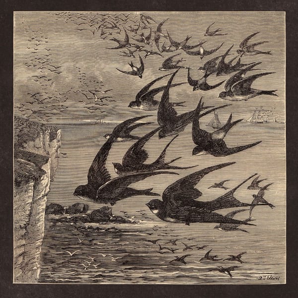 Little Birds cover