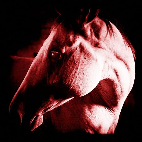 How to Kill a Horse cover