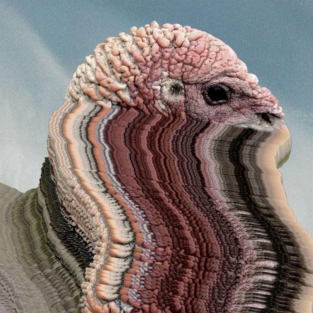 Bird Brains cover