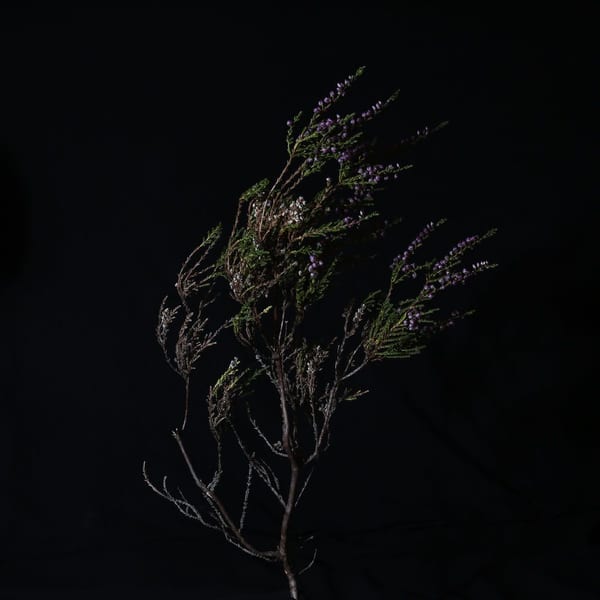 Beitilyng cover