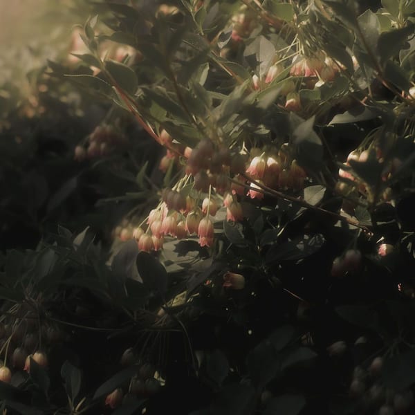 Garland Of White Flowers cover