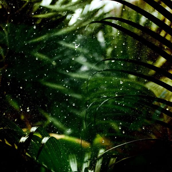 Forest Rain Loop cover