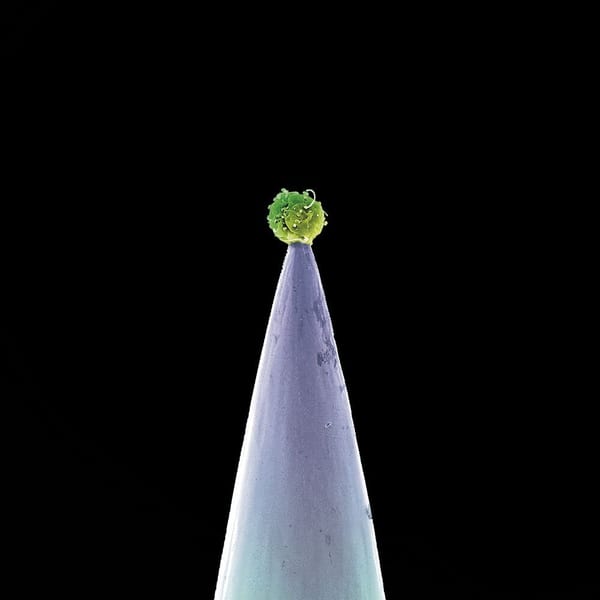 New Blood album cover