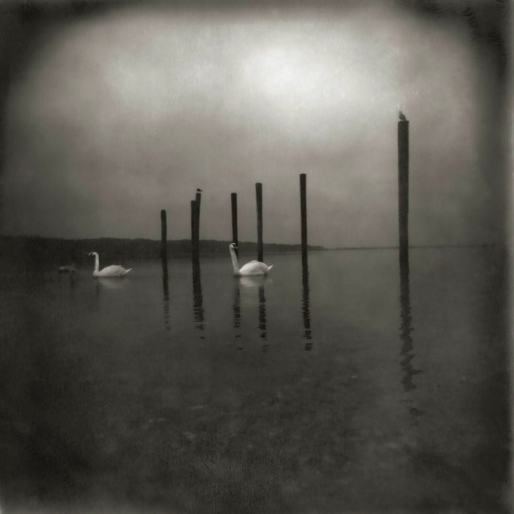 Conference of the Birds cover
