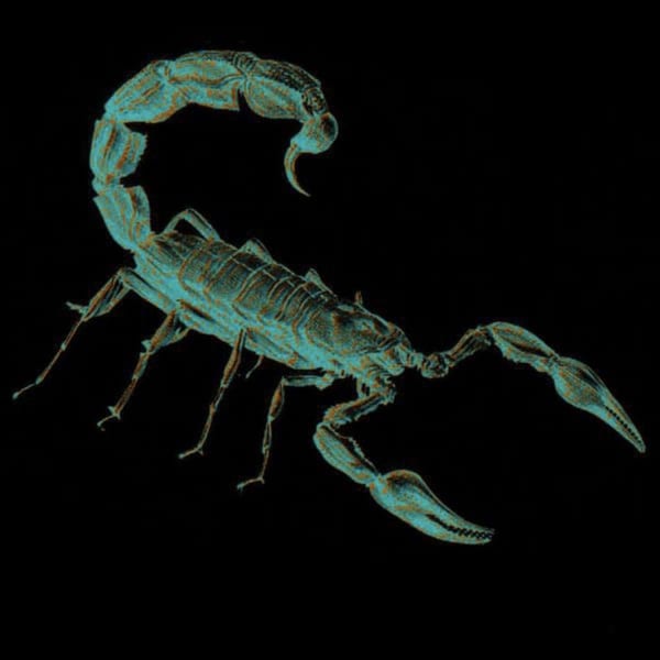 Scorpio Rising cover