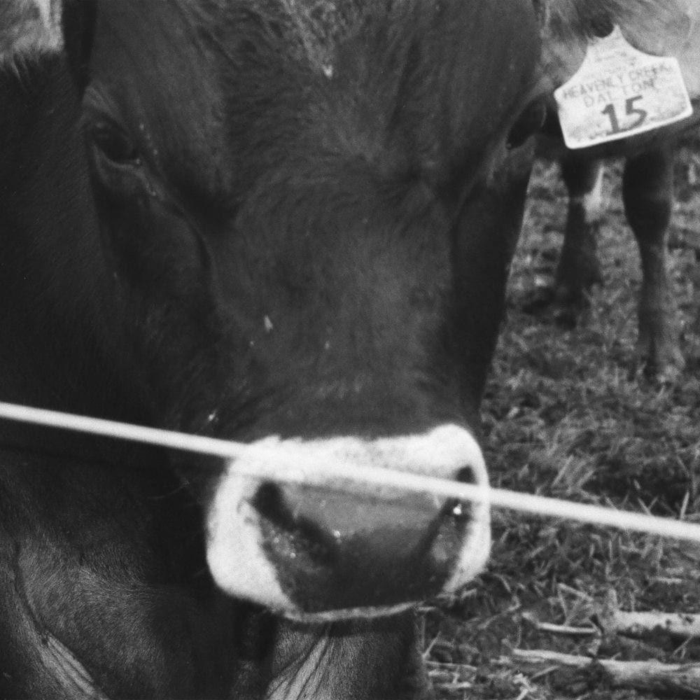 A Horse Named Friday cover
