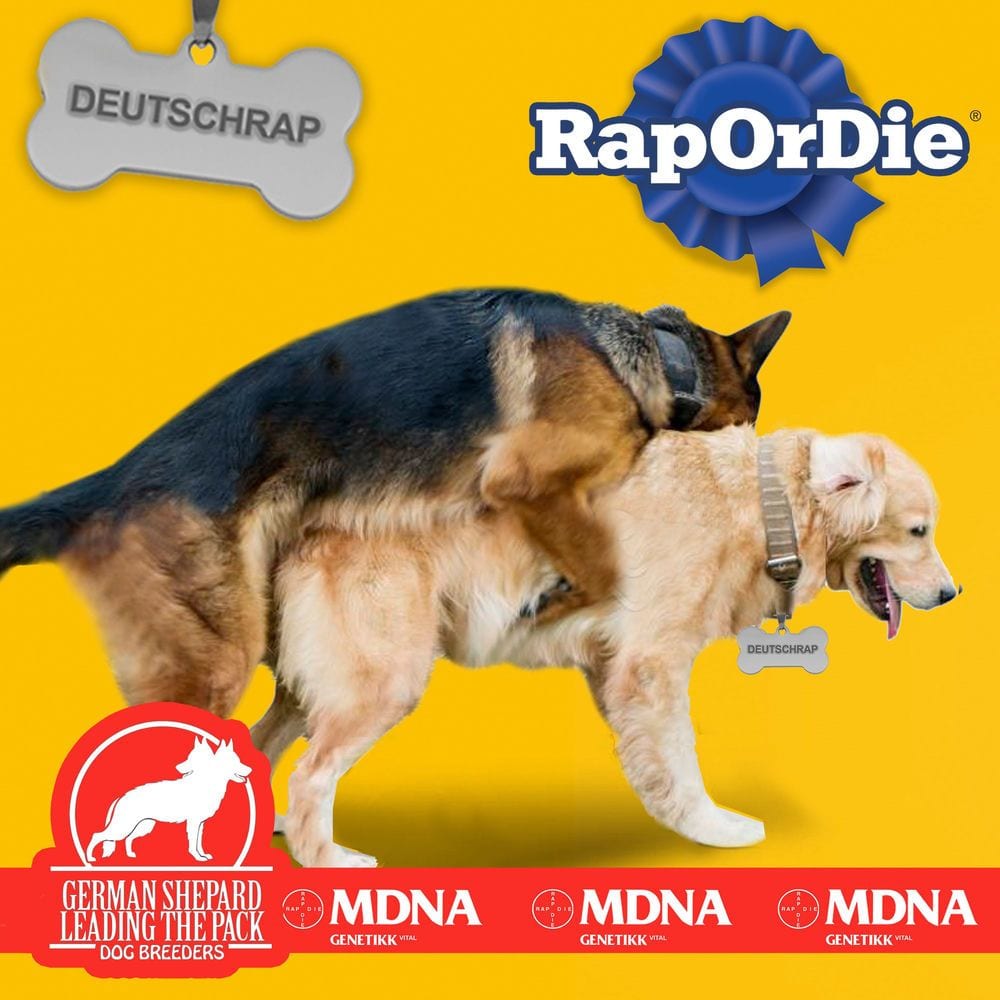 RAP OR DIE cover