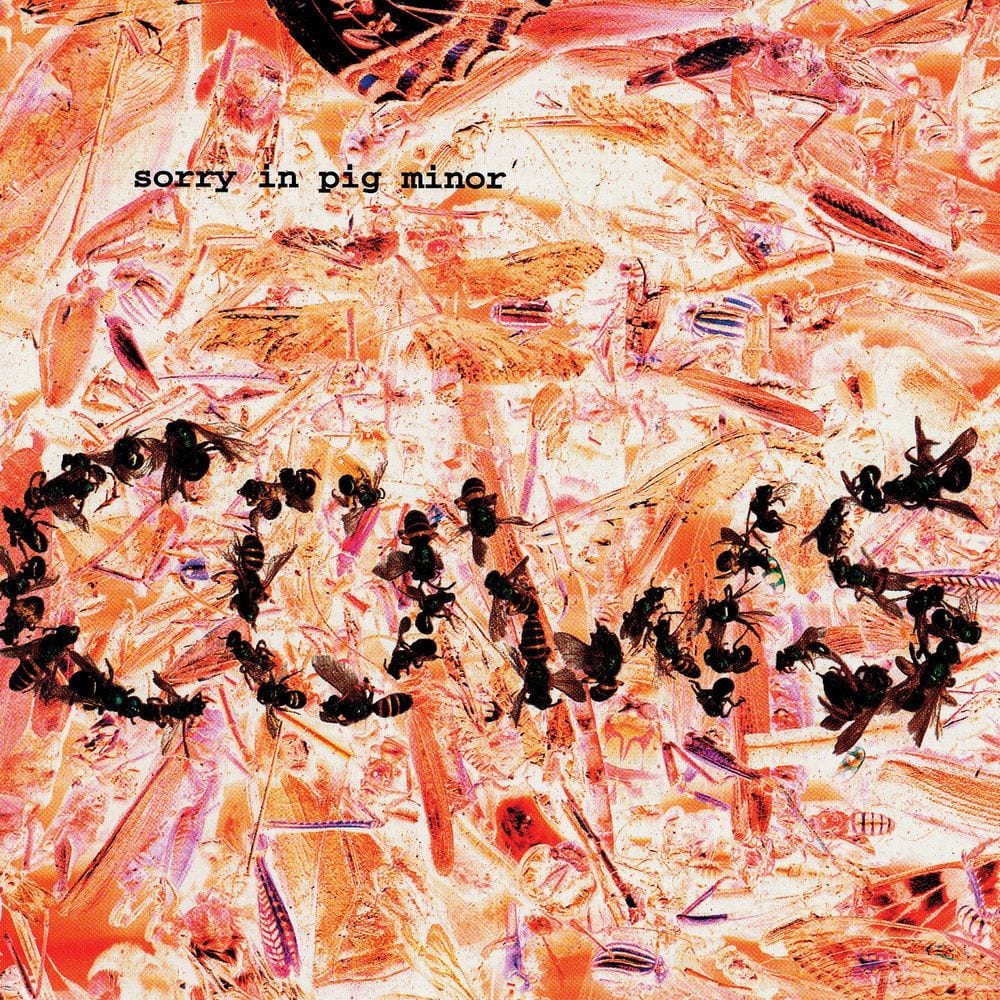 Sorry In Pig Minor cover