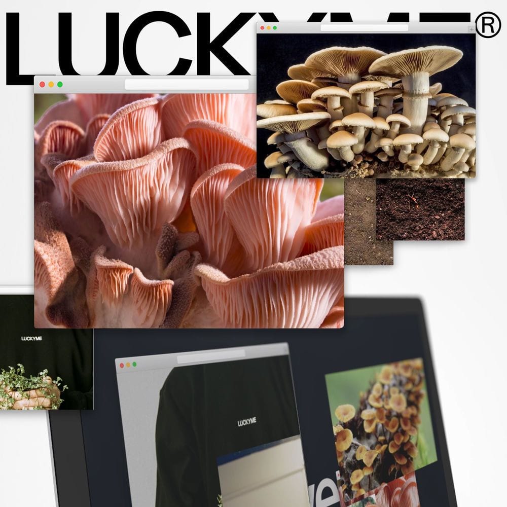 What U Need cover