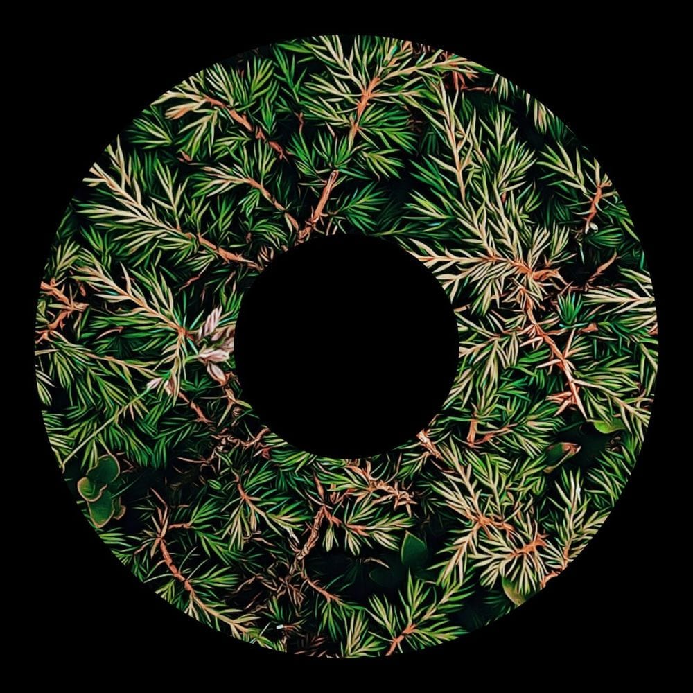29 Juniper Street cover