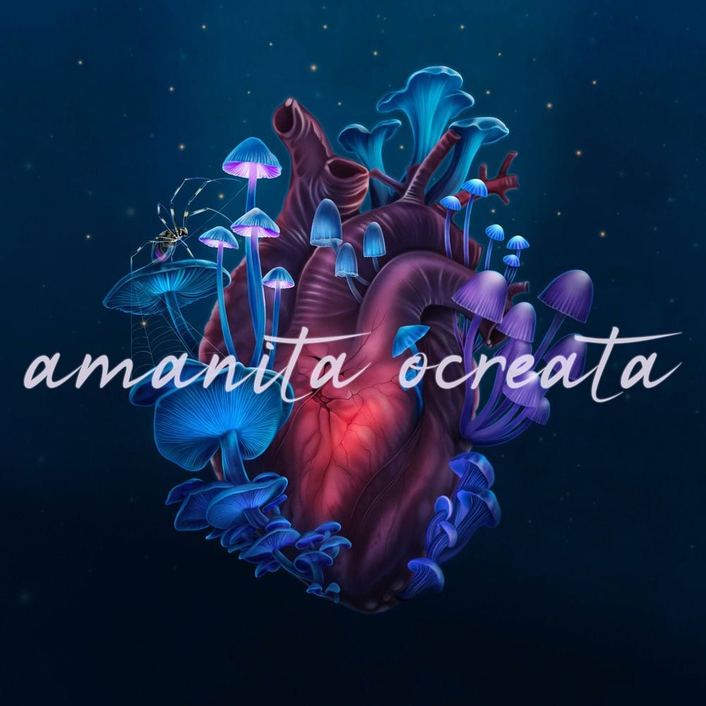 Amanita ocreata cover