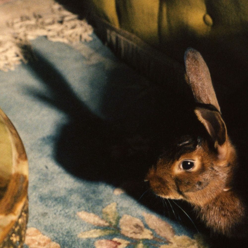 Rabbits Can Swim cover