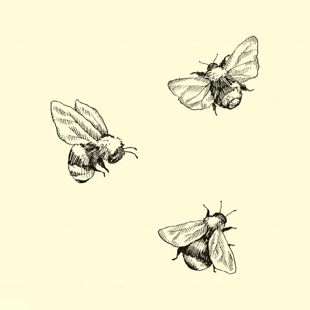 The Bee Sides cover