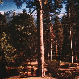 W. McKinley album cover