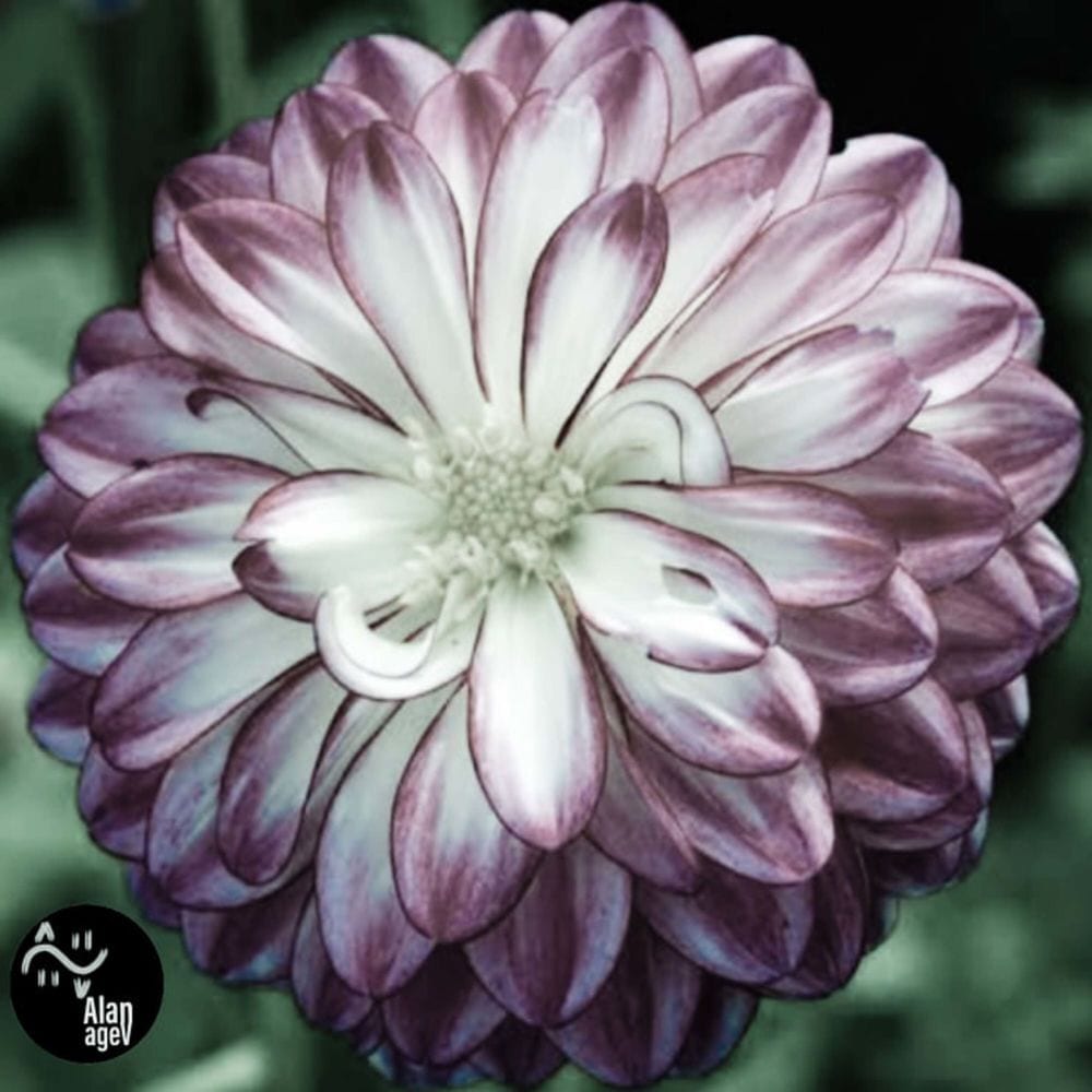 flowers cover