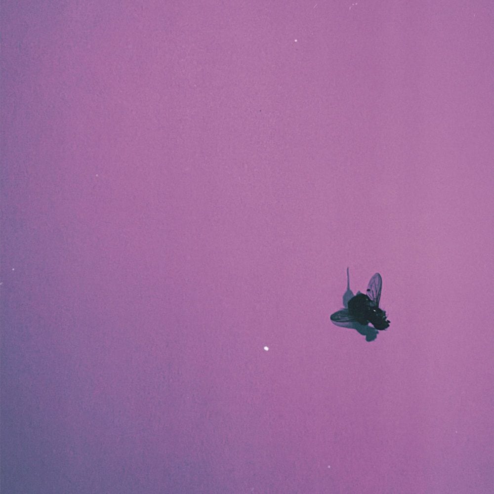 flyonthewall cover