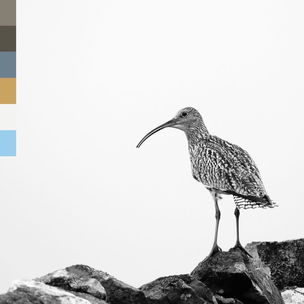 The Flight Of The Curlew cover