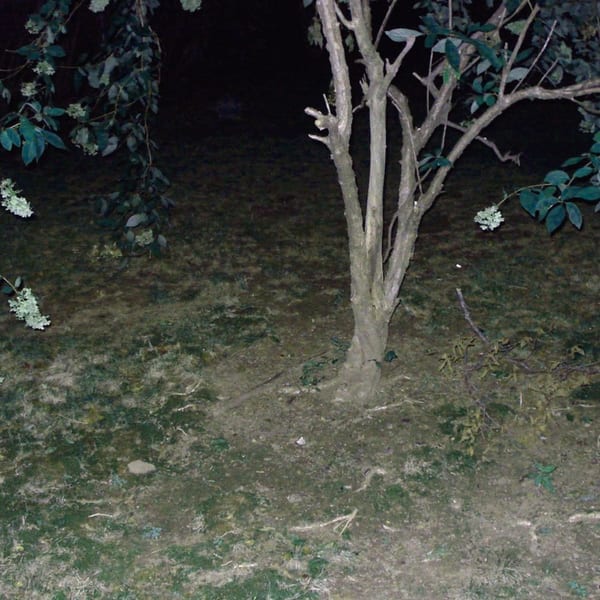 Confidence Lodge album cover