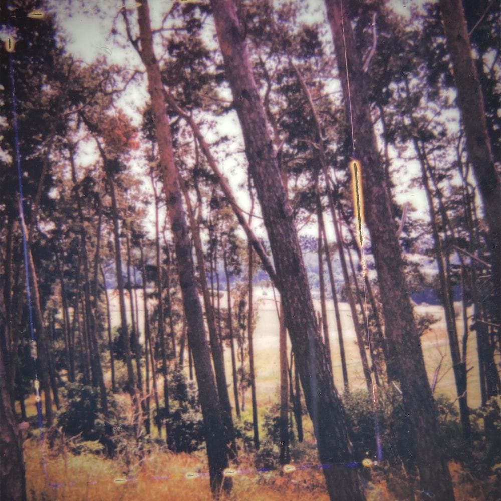 Your Trees cover