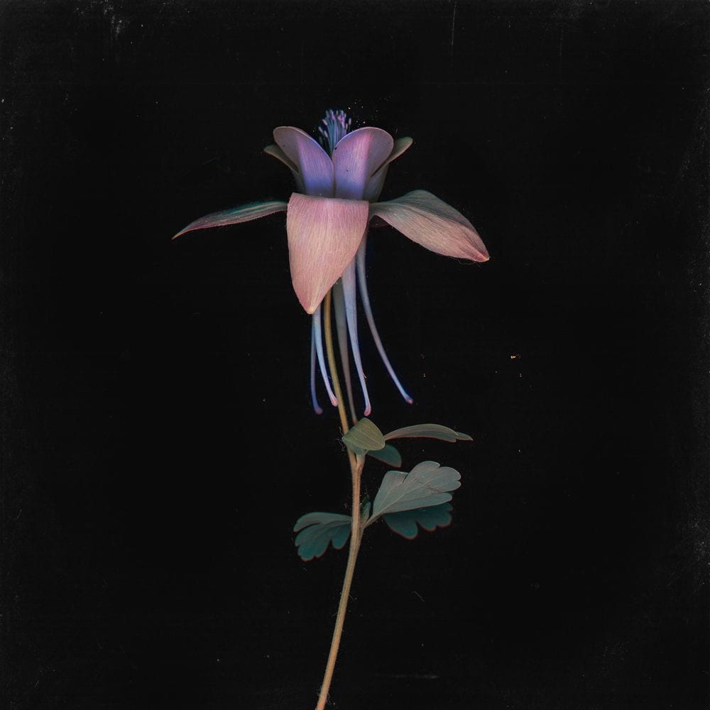 Eleuthera (Catching Flies Remix) cover