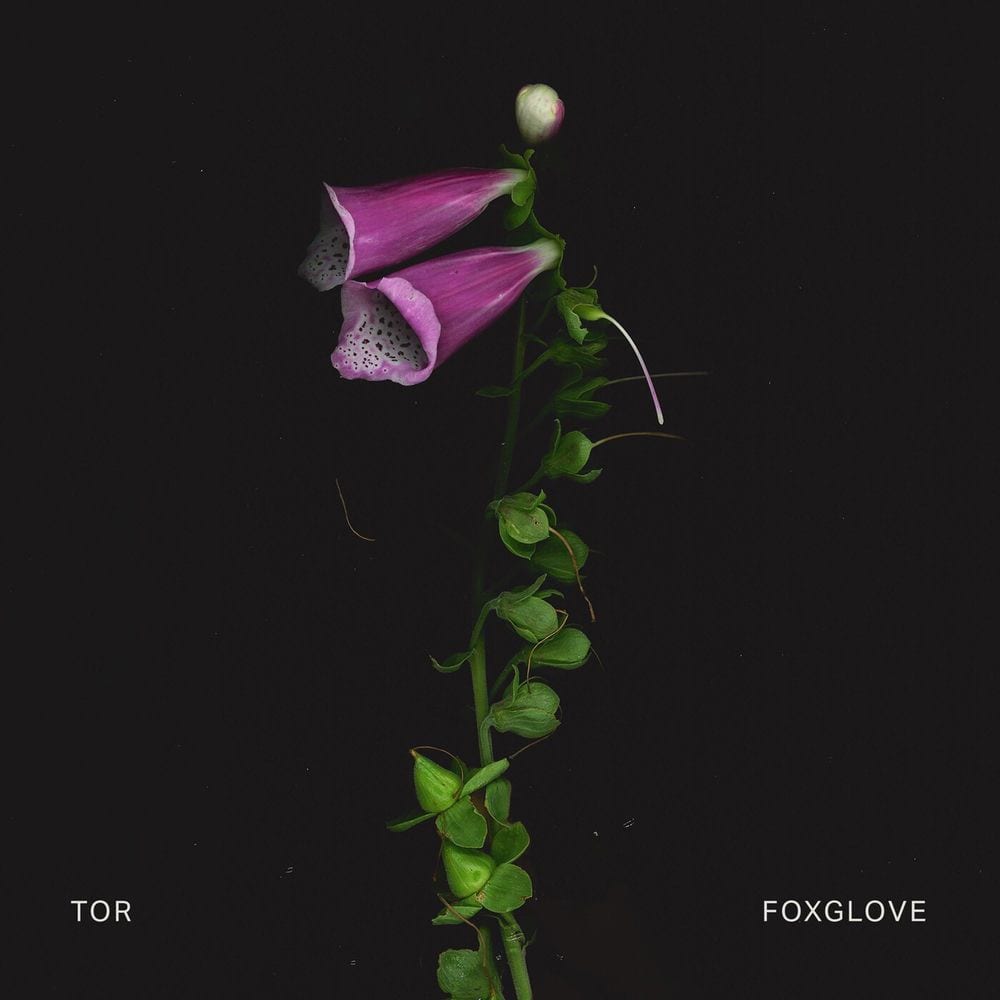 Foxglove cover