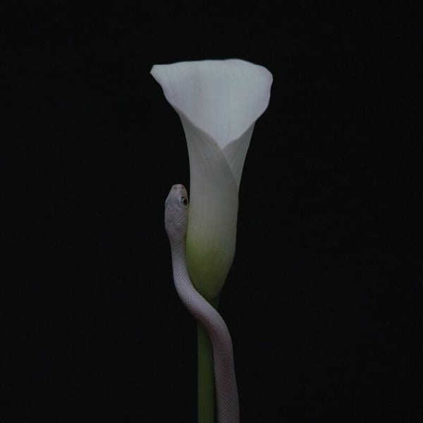 Parrhesia cover