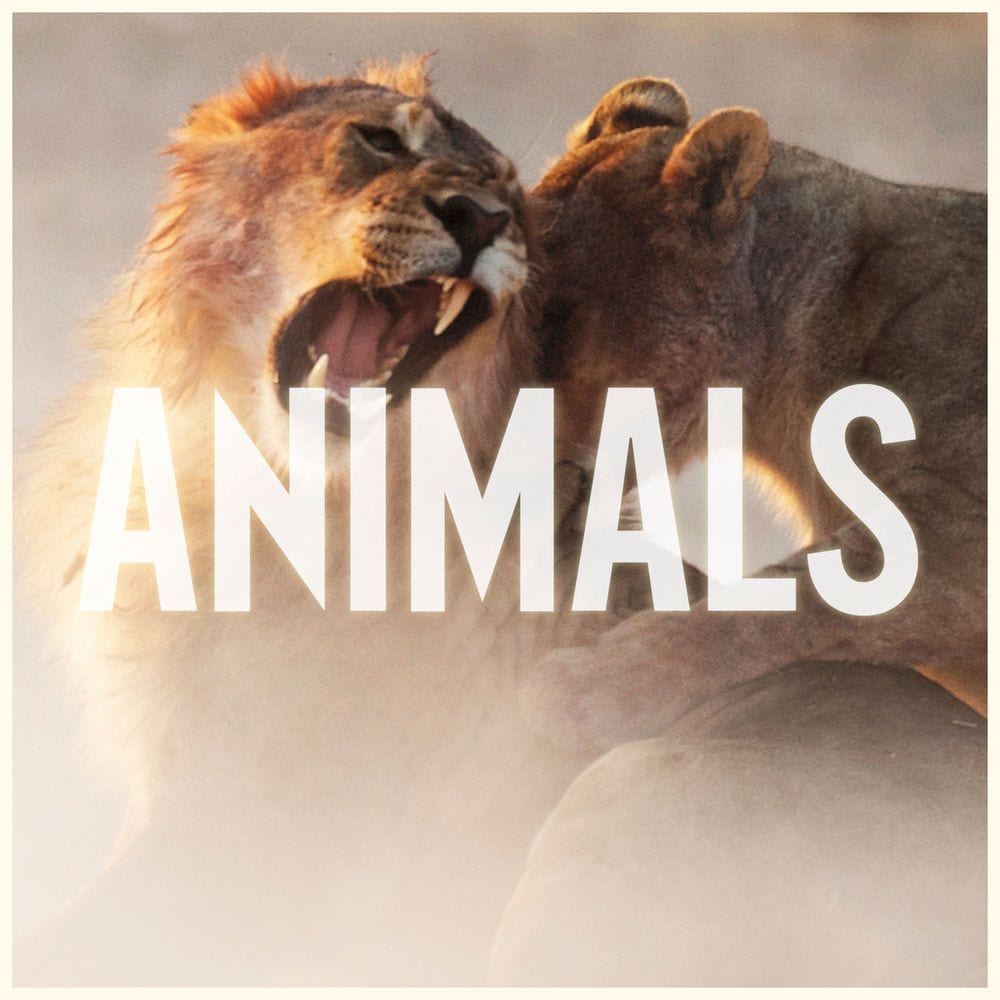 Animals cover