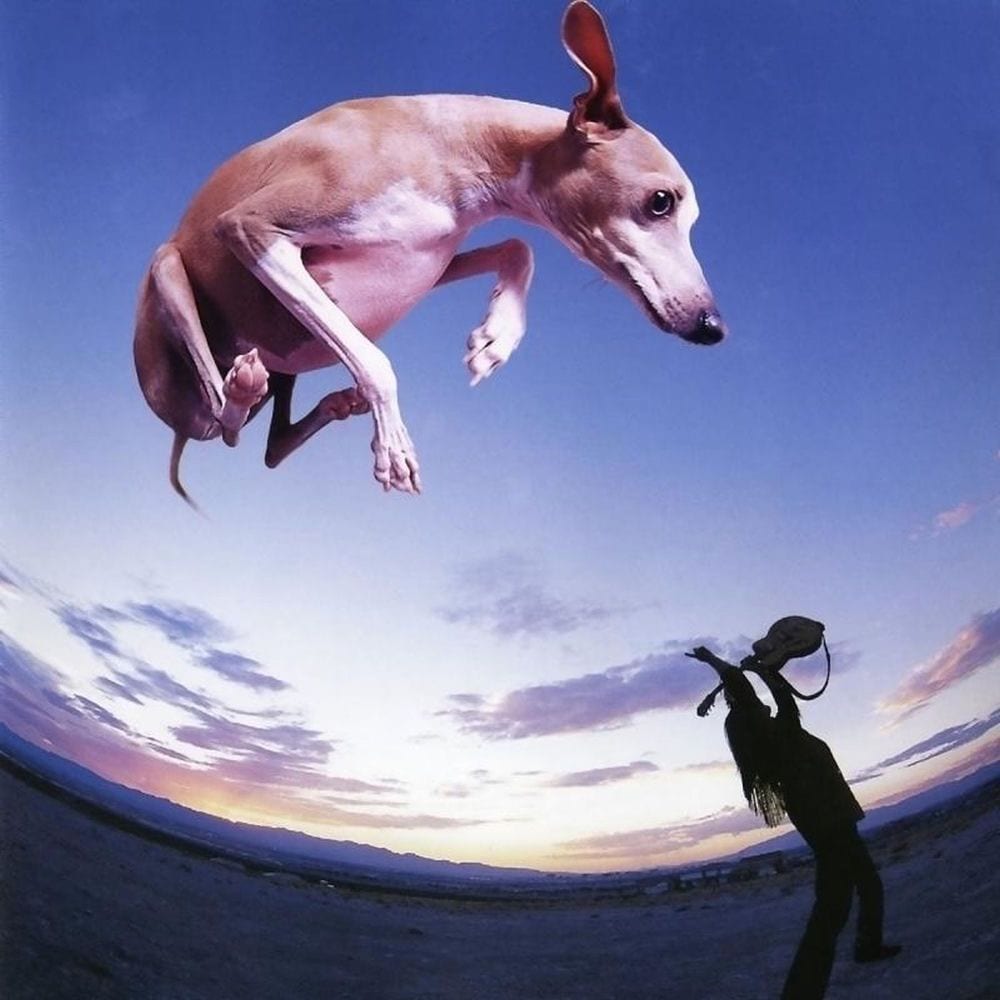 Flying Dog cover