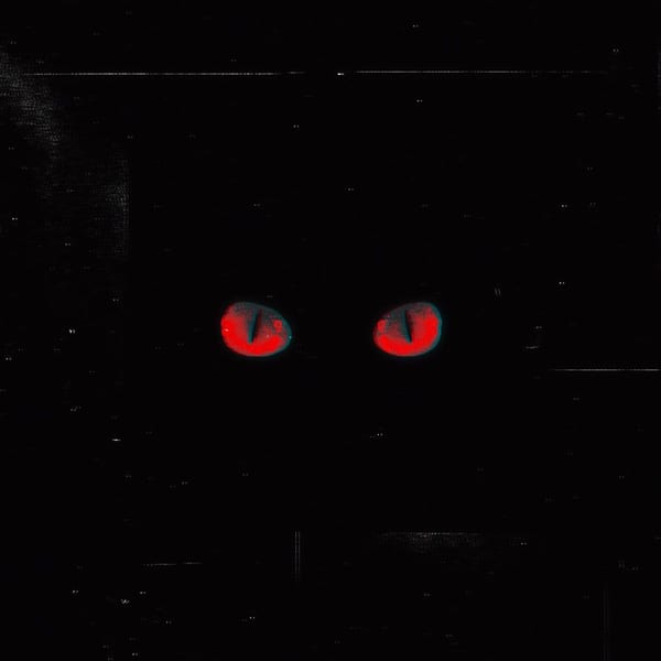 Filozof Kedi