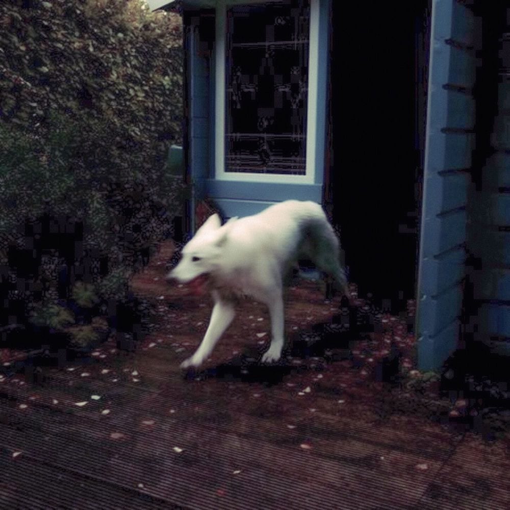 abandoned dog